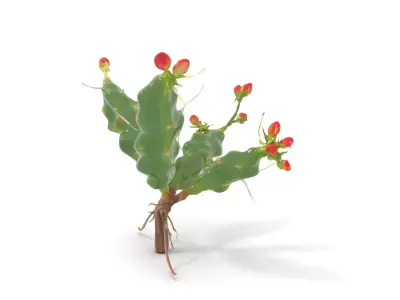 Vibrant Cactus Flower model pack Low-poly 3D model