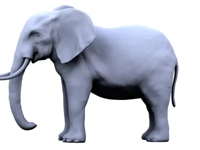 Elephant 3D Model 3D model