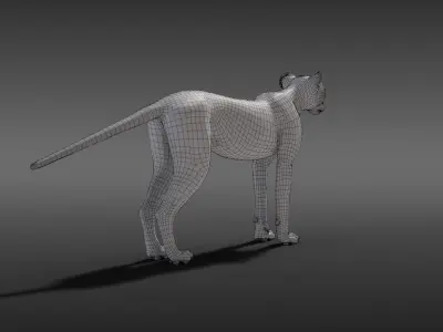 Young Cheetah Model 3D model