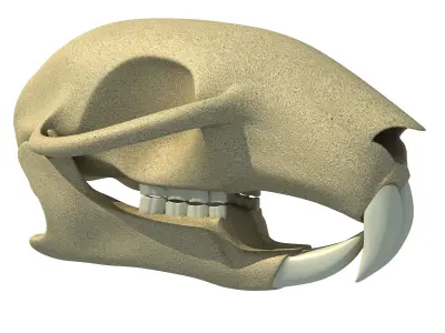 Detailed Squirrel Skull 3D model