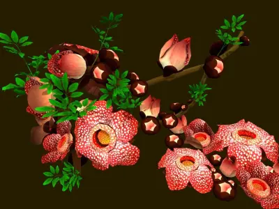 Flower Rafflesia arnoldii  Low-poly 3D model
