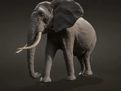 African elephant  Low-poly 3D model