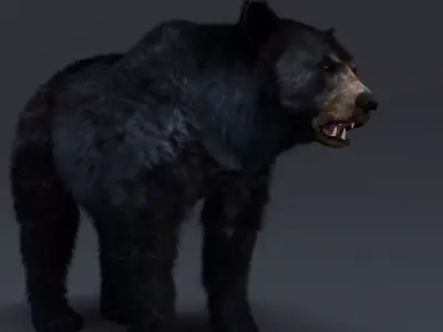 Black Bear 3D model get