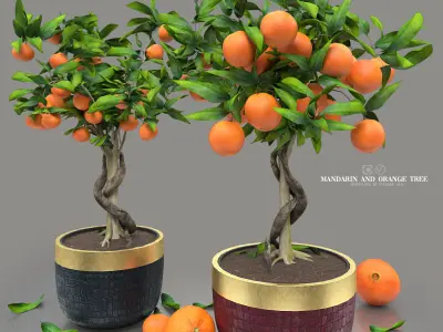 mandarin and orange tree 3D model