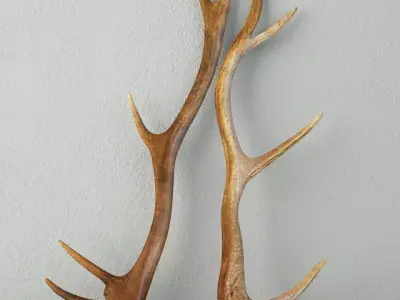 Natural Shed Deer Antlers 3D model