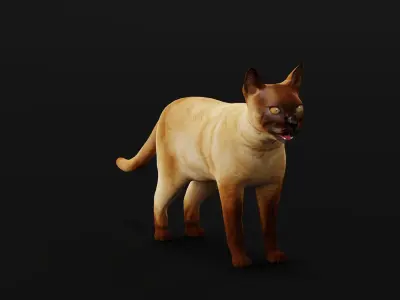 Burmese Domestic Cat 3D model