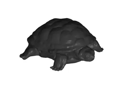 Turtle 3D model order