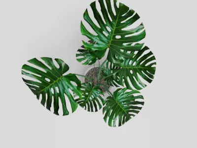 Monstera Deliciosa Plant 3D model