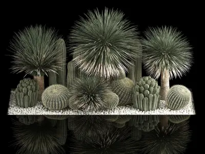 Plants Desert Flowerbed With Cactus 3D model