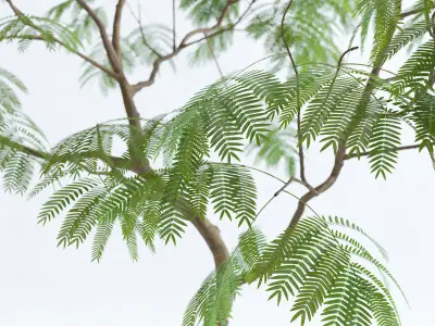Everfresh Tree 3M - Cojoba arborea var angustifolia 3D model