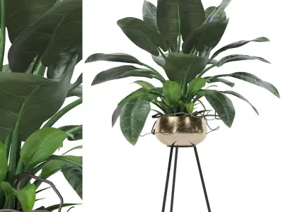 Philodendron imperial green 03 3D model