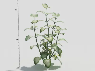 Lamium plant with flowers 3D model