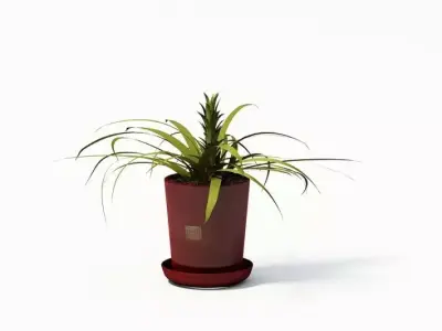 Potted Green Plant 3D model