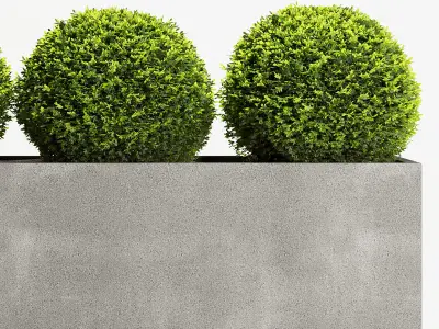 Boxwood Topiary Three Balls 3D model
