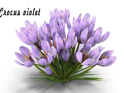 Crocus violet 3D model