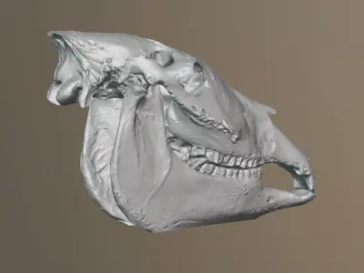 3d scan of an elderly donkey skull 3D model