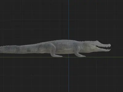 Spectacled Caiman - rigged 3D model