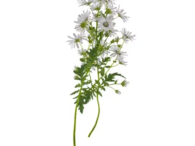 Marguerite daisy 3D model