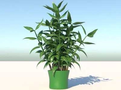 Dracaena bamboo plant in pot 3D model