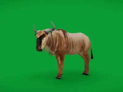 White Bearded Wildebeest Low-poly 3D model