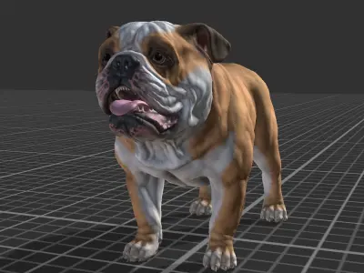 Dog - Bulldog Low-poly 3D model
