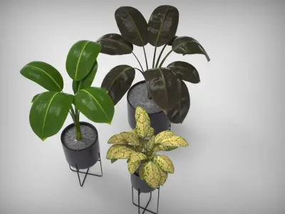 Planter Collection plant in pot