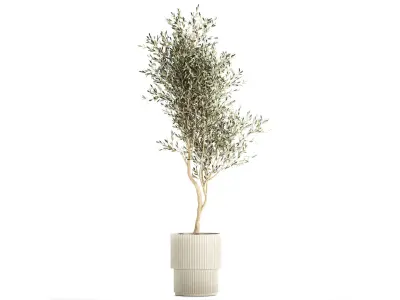 Beautiful Olive tree in a flower pot for decoration 1249 3D model