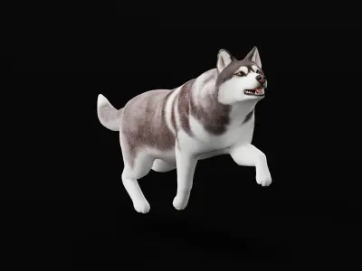 Alaskan Malamute Husky Dog Low-poly 3D model