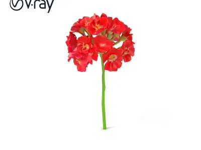 Dianthus Minor Blossom Vibrant model pack Low-poly 3D model