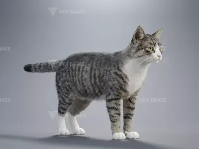 Tabby Cat White Animation  Blender 3D Model 3D model