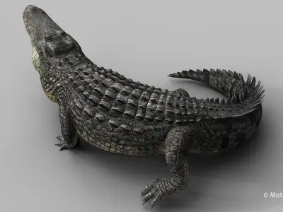 Alligator PRO 3D model