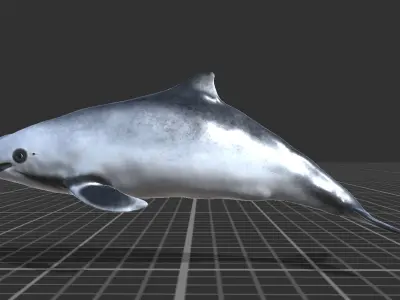 Harbour porpoise Low-poly 3D model