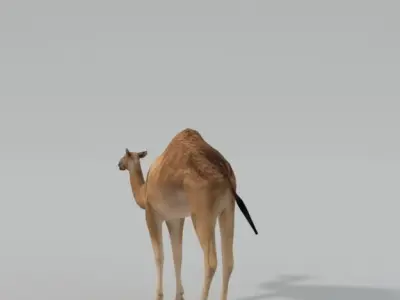 Camel Low-poly 3D model