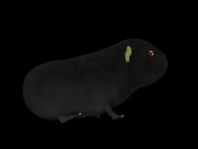 guinea pig 3D model