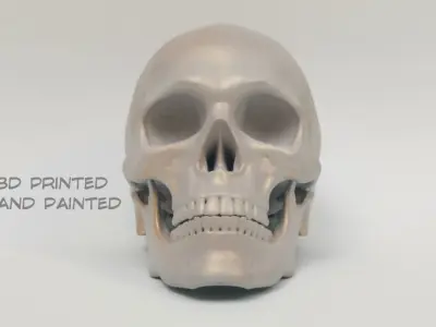 Skull articulated 3D print model