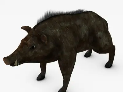 Low poly boar wild 3D model