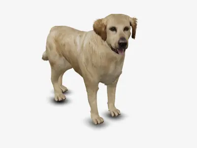 Dog Golden Retriever Low-poly 3D model
