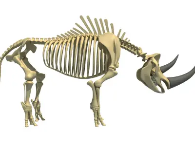 Rhino Skeleton 3D model