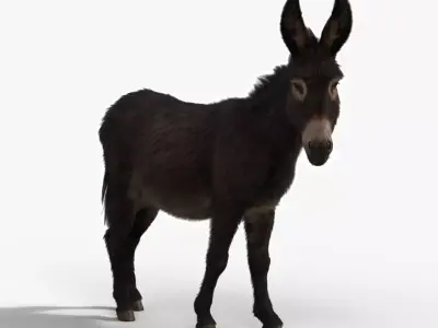 Donkey Winter with 4 Animations  VFX Grace 3D model