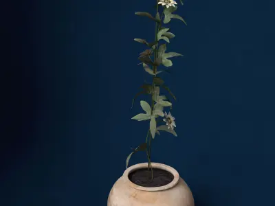 XfrogPlants Passion Flower 3D model