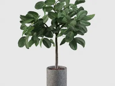 Ficus benghalensis  in terrazzo flower pot 3D model