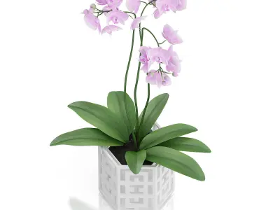 Orchid Flower in Hexagonal Pot 3D model