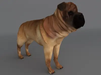 Ori Pei Dog 3D model