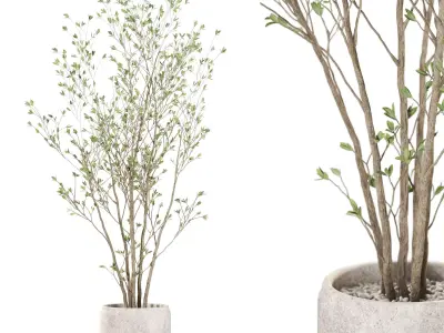 Plants collection vol 43