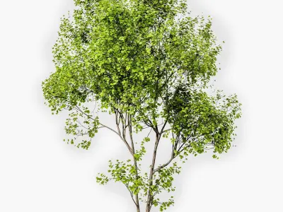 landscape Tree Modern 3D model