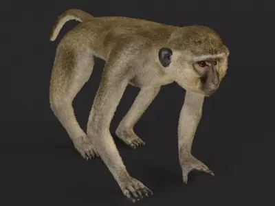 Chlorocebus monkey 3D model