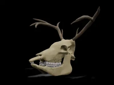 Deer low poly game ready skull Low-poly 3D model