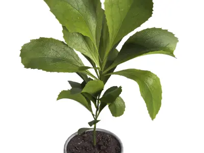 indoor plant 024 3D model