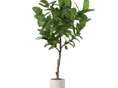 Big ficus lyrata in modern flower pot 3D model