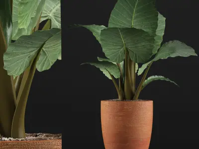 Plants Collection 67 3D model